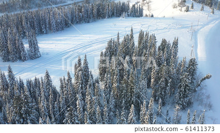 Winter forest on a Sunny day. Snow-covered firs. Light snowfall. Beautiful view from above 61411373