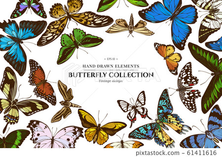 Colored elements design with papilio ulysses, morpho menelaus, graphium androcles, morpho rhetenor cacica, papilio demoleus, cethosia biblis, papilio antimachus, alcides agathyrsus, ornithoptera 61411616