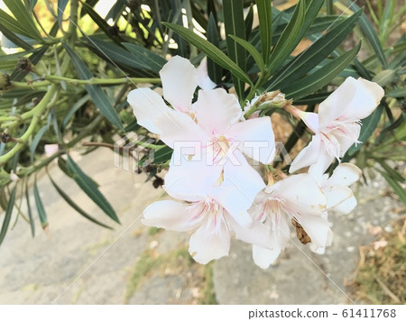 Italian flowers Italian flowers 61411768