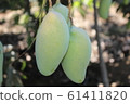 mango  61411820