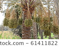 Date palm fruit 61411822