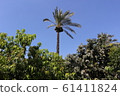 Date palm tree 61411824