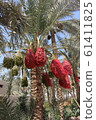 Date palm tree 61411825