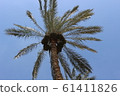 Date palm tree 61411826