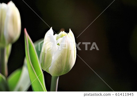 白黃瓜花 61411945