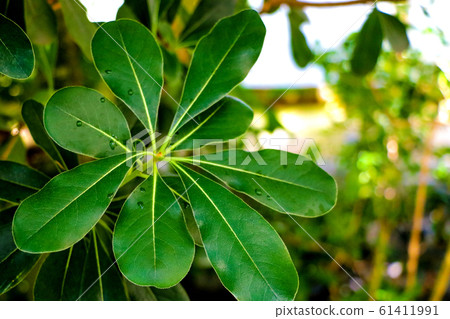 Laurus nobilis laurel tree green leaves on Laurus nobilis laurel tree green leaves on 61411991