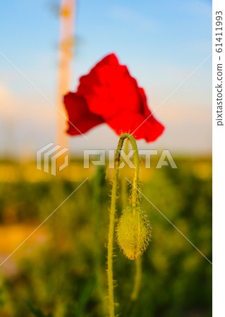 Field of bright red corn poppy flowers in summer. Field of bright red corn poppy flowers in summer. 61411993