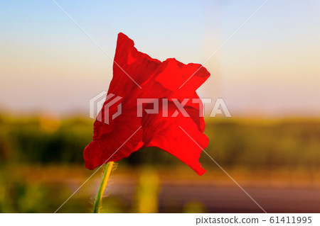 Poppy flowers field. Rural landscape with red Poppy flowers field. Rural landscape with red 61411995