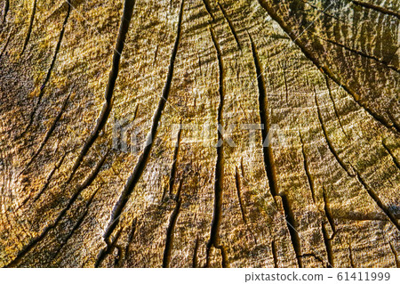 Wood texture of cutted tree trunk, close-up. Wood texture of cutted tree trunk, close-up. 61411999