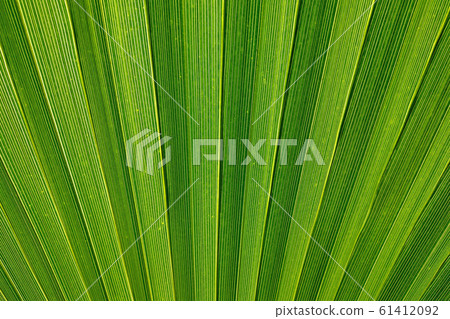 Close-up of decorative palm leaves, green 61412092