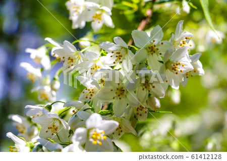 Soft light falls on a flowering branch of apple or Soft light falls on a flowering branch of apple or 61412128