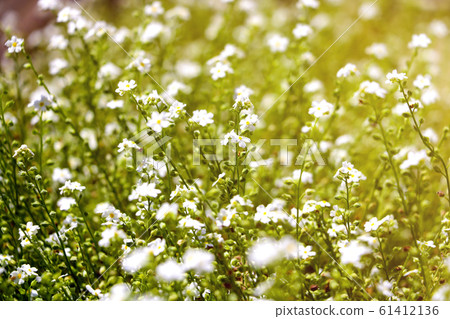 Galium odoratum, flowering herbs. Out of focus. 61412136
