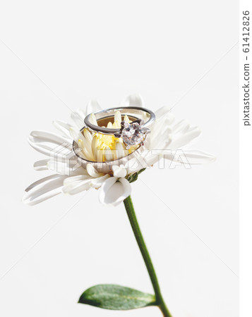 Pair of wedding and engagement rings with diamond on chamomile. Symbol of love and marriage on white flower. Pair of wedding and engagement rings with diamond on chamomile. Symbol of love and marriage on white flower. 61412826