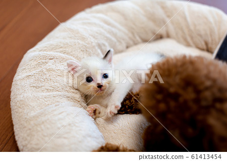 小貓和狗 61413454