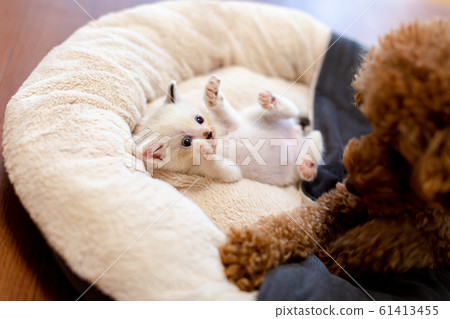 Kitten and dog 61413455