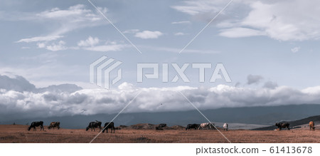 Cows graze in an alpine meadow against the Cows graze in an alpine meadow against the 61413678