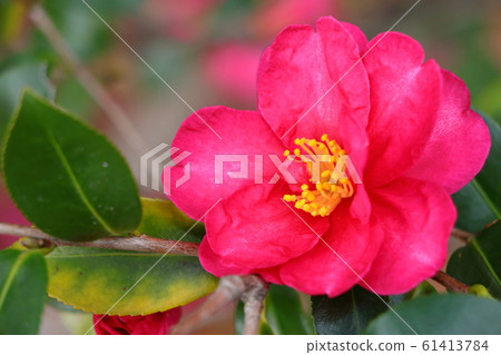 茶梅花盛開在冬天 茶梅花盛開在冬天 61413784