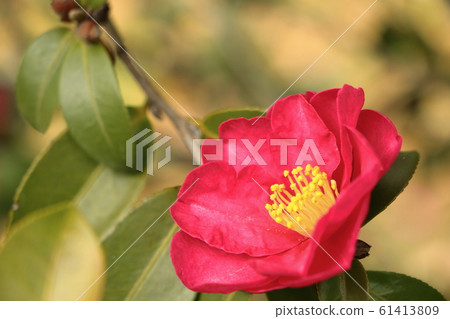 茶梅花盛開在冬天 61413809