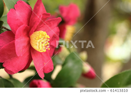 茶梅花盛開在冬天 61413810