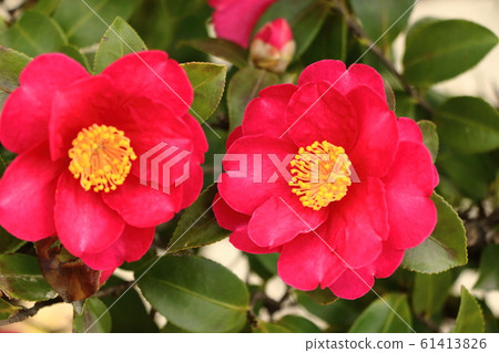 茶梅花盛開在冬天 61413826