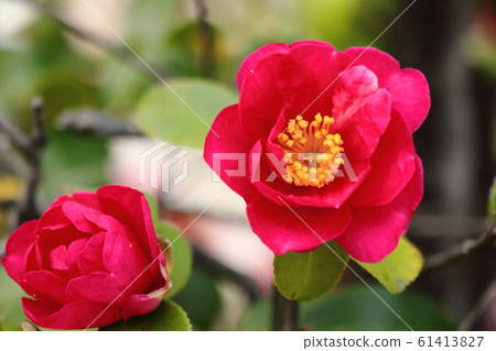 茶梅花盛開在冬天 茶梅花盛開在冬天 61413827