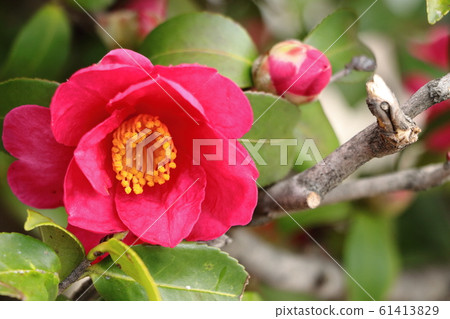 茶梅花盛開在冬天 茶梅花盛開在冬天 61413829