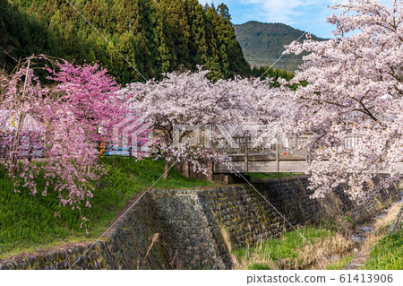 春天櫻花奈良大田 61413906