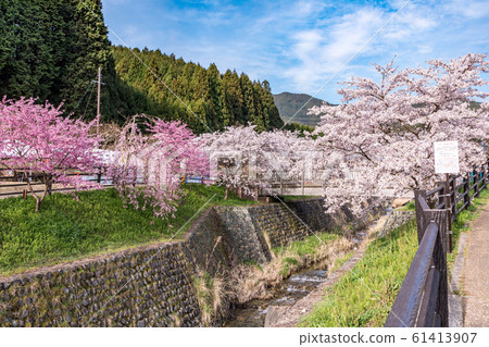 春天櫻花奈良大田 61413907