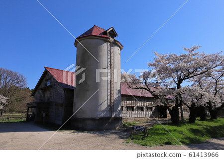 Iwate Shizukuishi Koiwai Farm Kamami beef barn and cherry blossoms in full bloom 61413966
