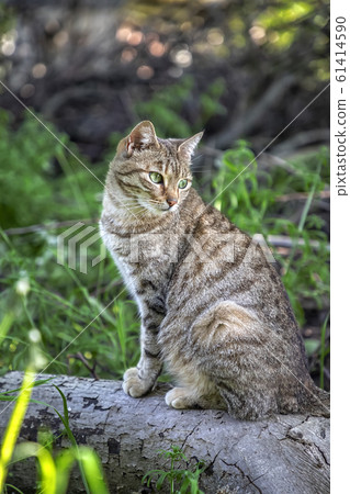 beauty wild cat beauty wild cat 61414590
