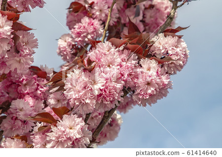 Cherry blossom tree. 61414640