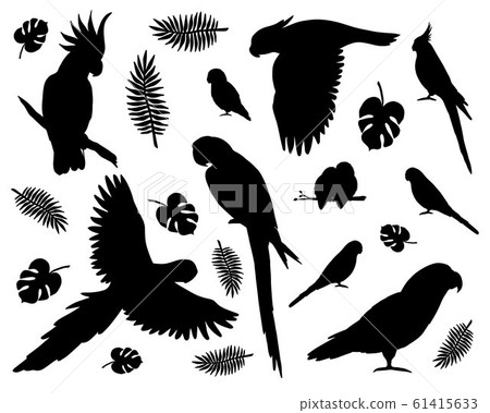 Vector set of black different parrots silhouette 61415633
