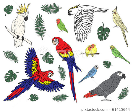 Vector set bundle of hand drawn colored parrots Vector set bundle of hand drawn colored parrots 61415644