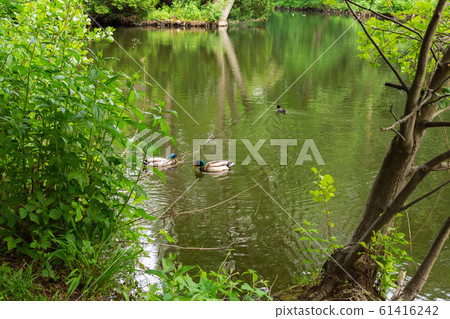 Walk through the Tiergarten park Walk through the Tiergarten park 61416242