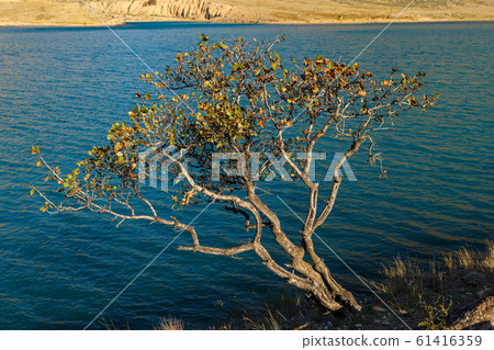 lonely tree on the bank of the Naryn river lonely tree on the bank of the Naryn river 61416359