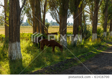 three horses graze between trees near the road three horses graze between trees near the road 61416700