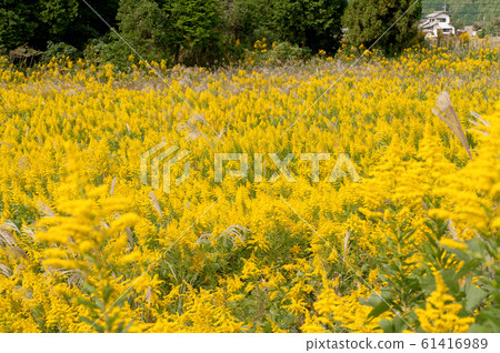 Seiitokawadassi Seiitokawadassi 61416989