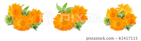 Calendula. Marigold flower with leaves isolated on white background. Set or collection Calendula. Marigold flower with leaves isolated on white background. Set or collection 61417115