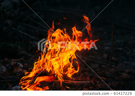 Burning wood at evening in the forest. Campfire at touristic camp at nature. Barbeque and cooking outdoor fresh air. Flame and fire sparks on dark abstract background. Concept of safety and 61417229