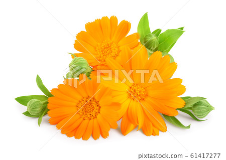 Calendula. Marigold flower with leaves isolated on white background Calendula. Marigold flower with leaves isolated on white background 61417277