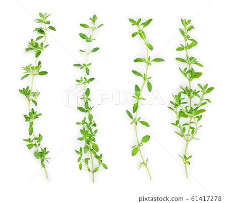 Fresh thyme spice isolated on white background, Top view. Flat lay. Fresh thyme spice isolated on white background, Top view. Flat lay. 61417278