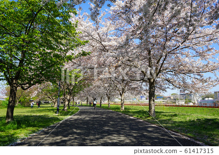 大ori河盛開<2019年4月千葉縣柏市市> 大ori河盛開<2019年4月千葉縣柏市市> 61417315