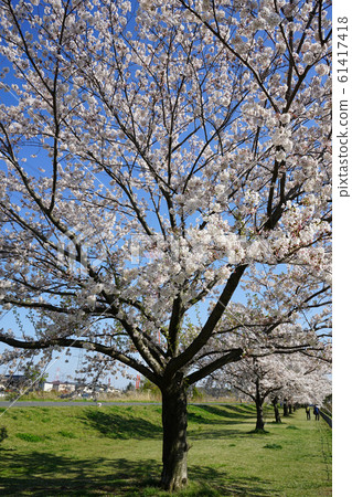 Cherry blossoms of the Ohori River <Kashiwa City, Chiba April 2019> Cherry blossoms of the Ohori River <Kashiwa City, Chiba April 2019> 61417418