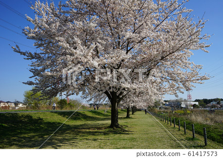 Cherry blossoms of the Ohori River <Kashiwa City, Chiba April 2019> 61417573