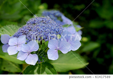 Gaku hydrangea Gaku hydrangea 61417589