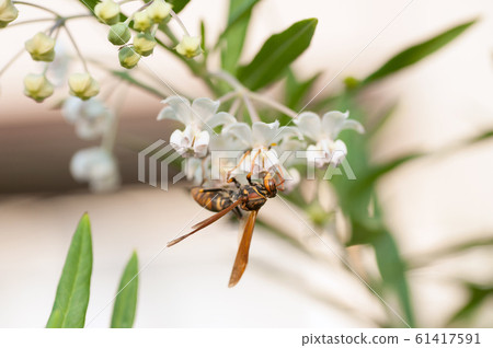 紙黃蜂蜂蜜 61417591