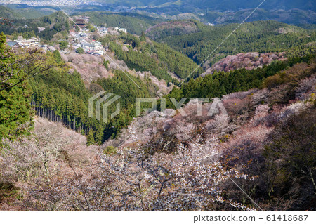 Cherry blossoms of Yoshinoyama, Nara Prefecture (Nakasenbon) Cherry blossoms of Yoshinoyama, Nara Prefecture (Nakasenbon) 61418687