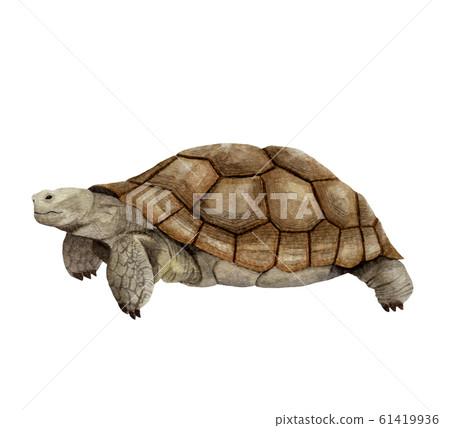 Tortoise Tortoise 61419936
