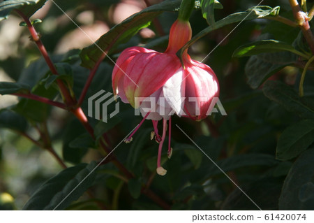 Fuchsia Fuchsia 61420074