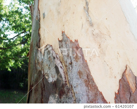 樹皮剝樹 61420107